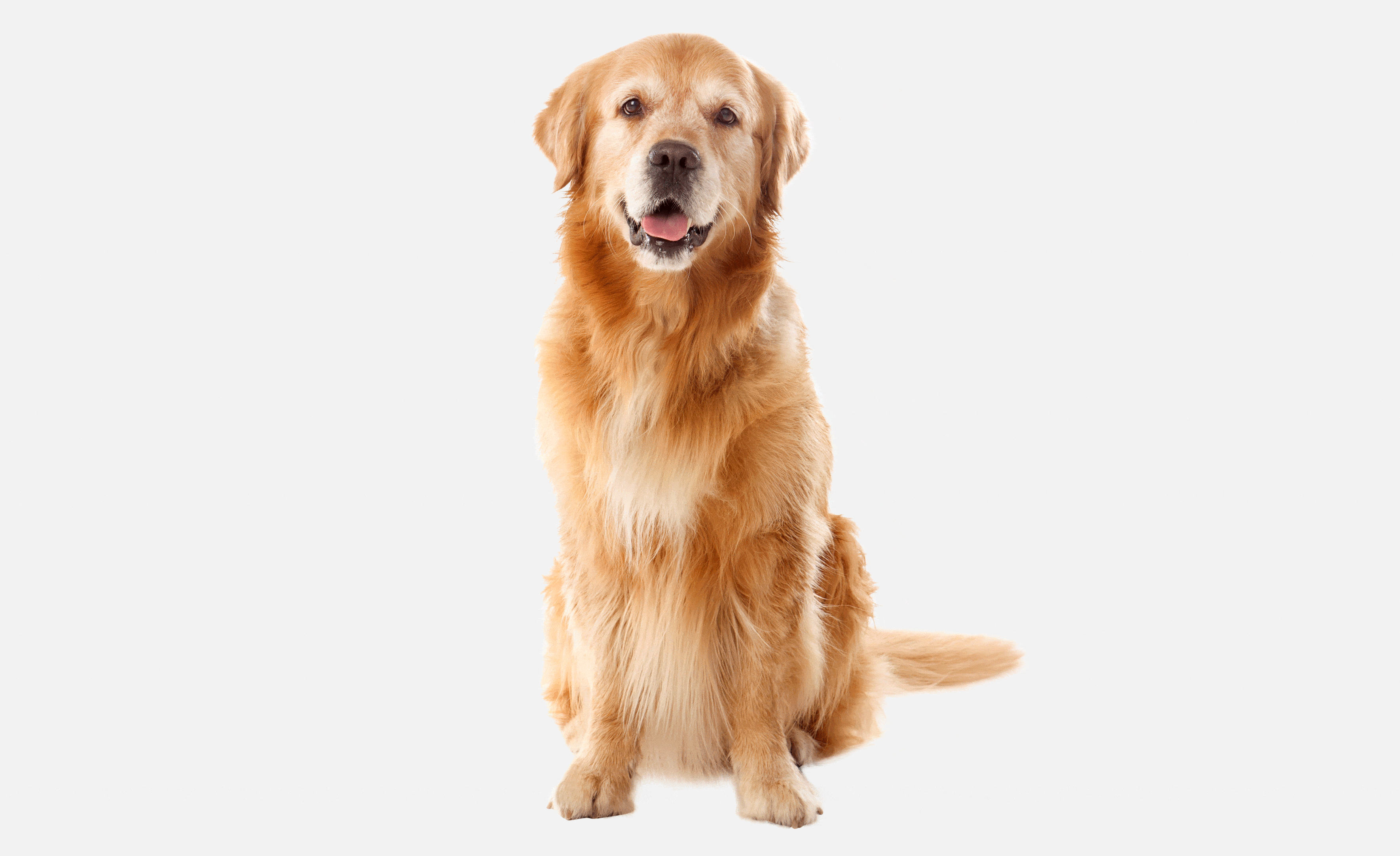 DogsHouse GIF